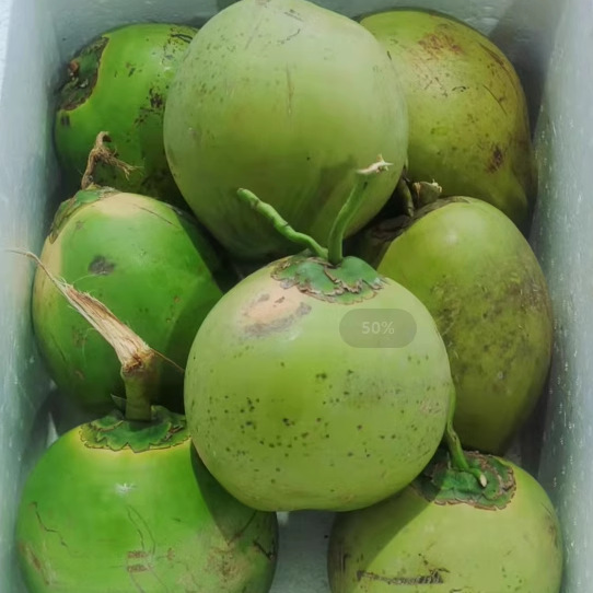 Hainan Large Green Coconut with Skin, Eight Pieces for Pregnant Women, Freshly Picked Green Coconut, Free Shipping, Fresh Coconut Milk Jelly Coconut Treasure