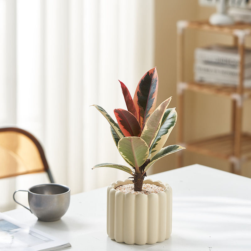 Office Desktop Indoor Green Plants Small Potted Cream Style Ornaments Indoor Formaldehyde Removal Air Purification Universal for All Seasons