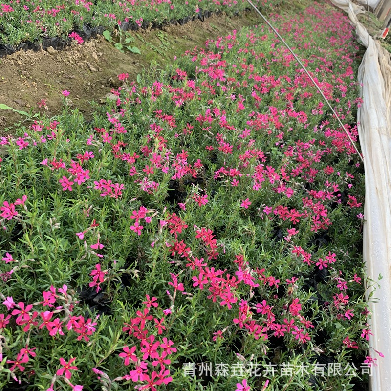 Clustered Phlox Seedlings Potted Perennial Phlox Greening Landscape Perennial Nutrition Cup Seedlings Phlox Cherry