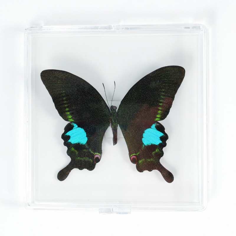 Real Butterfly Specimen Ornament Real Butterfly Insect Specimen Wings Student Creative Birthday Gift Transparent Box
