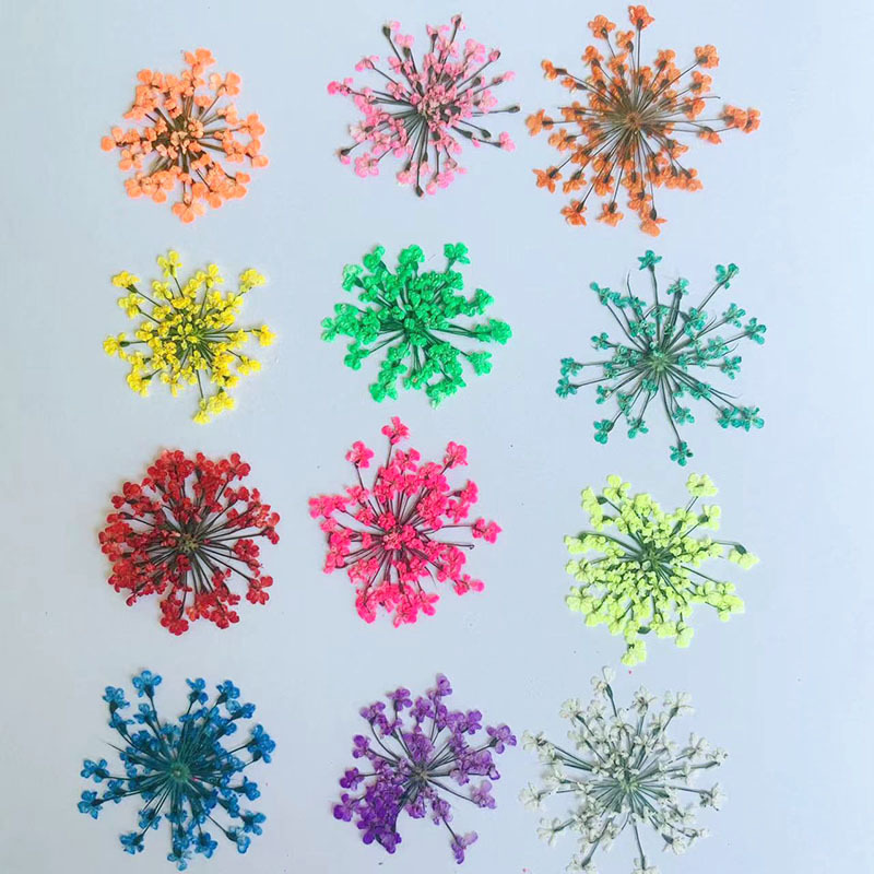 Lace Flower Dried Flower Embossed Specimen diy Mobile Phone Shell Drop Glue Jewelry Nail Art Real Flower Baffle Snow Bead Flower Dried Flower