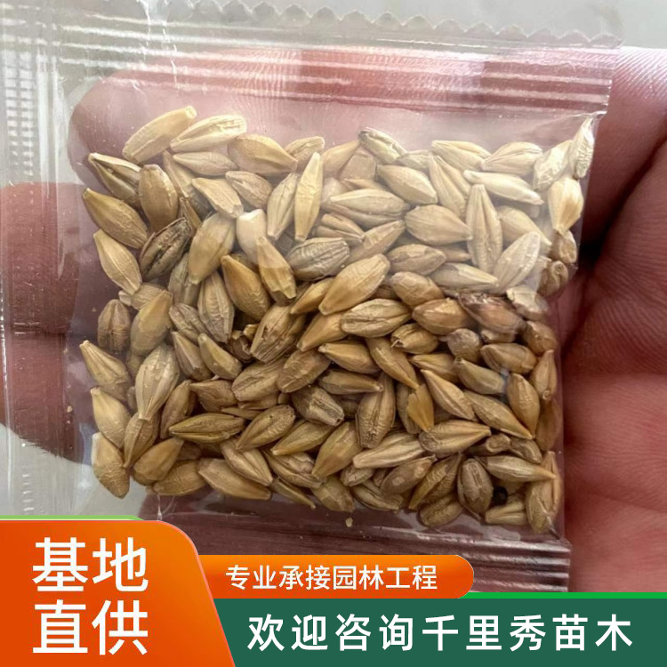 Wholesale Cat Grass, Barley Grass Seeds, Hydroponic Pasture Seeds, Barley Grass, Rice, Wheat, Wheat, Bare Wheat Lawn, New in the Same Year