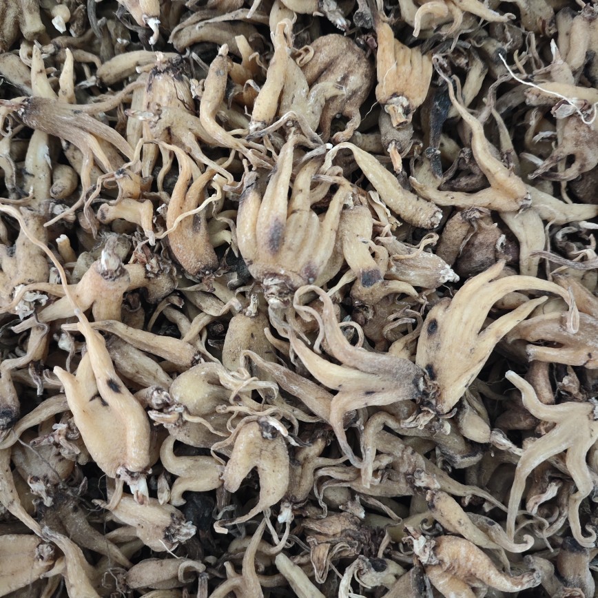 Xizang Linzhi Palm Ginseng, Sun-Dried Buddha's Hand Ginseng, Various Cold-Backed Ginseng