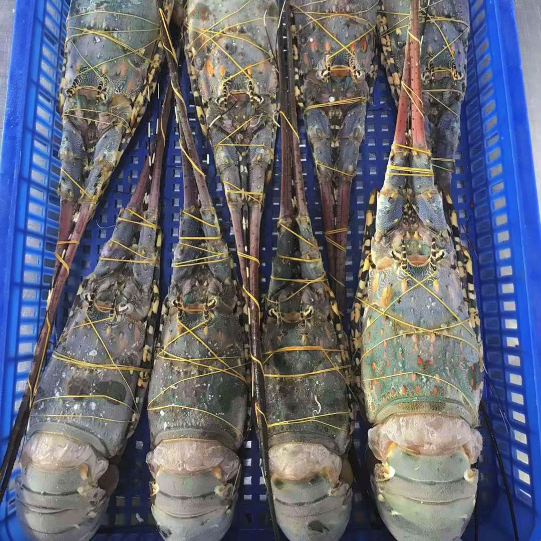Xiaoqinglong Live Frozen Large Lobster Wild Prawn Quick-Frozen Boston Lobster Seafood Fresh Aquatic Agricultural Products Wholesale