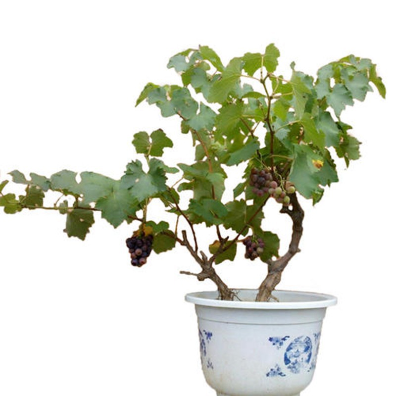 Grapevine Giant Peak Summer Black Sunshine Rose Grape Seedlings Extra Large Courtyard Climbing Vine Saplings Planted in the North and South