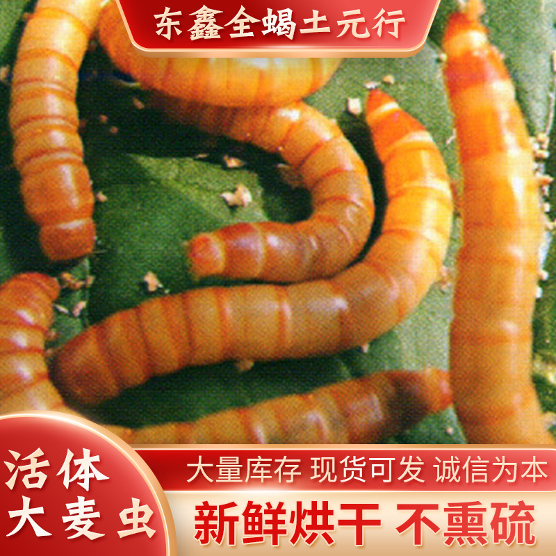 Оптовая продажа большого количества живых мучных червей, мучные черви, ячменные насекомые, поставка различных специальных насекомых, ячменные насекомые
