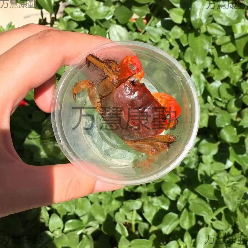 Mini Chili Crab Pet Small Crab Ornamental Crab Wholesale Chili Crab Mate Crab Freshwater Crab Mini Crab Live*