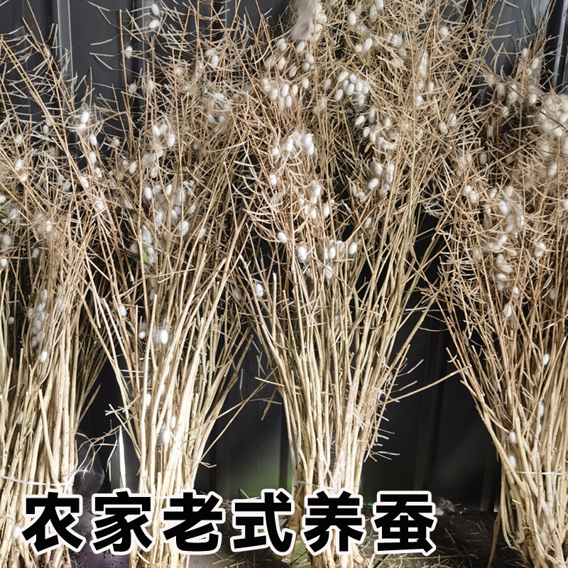 Farmhouse Natural Silkworm Cocoons Are Complete and Can Be Spun into Quilts and Fans. DIY Double Palace Dry Silkworm Cocoons Are Used for Medicinal Beauty and Drying