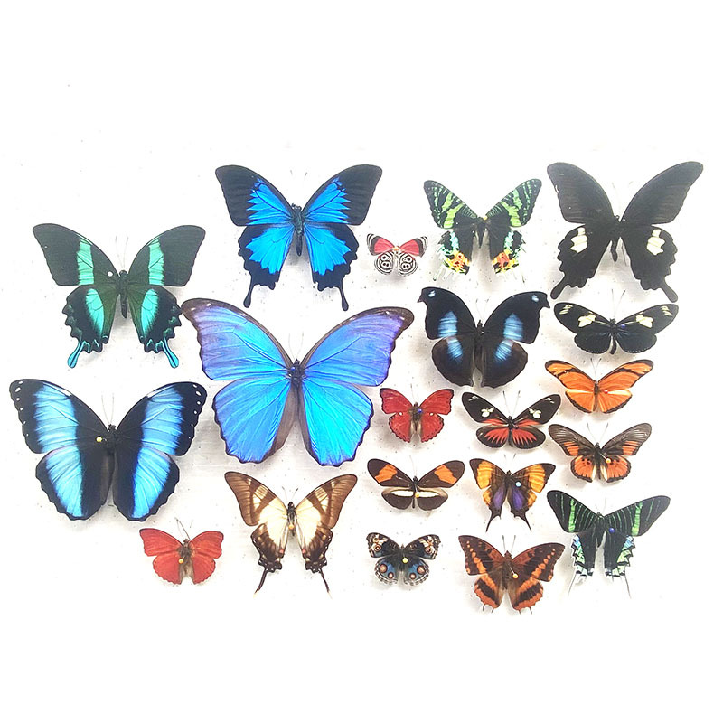 True Butterfly Specimen Wing Spreading Various Original Butterflies Mixed Butterflies Green Belt Cuifeng Butterfly Elegant Grey Butterfly Insect Beetle Kindergarten Teaching