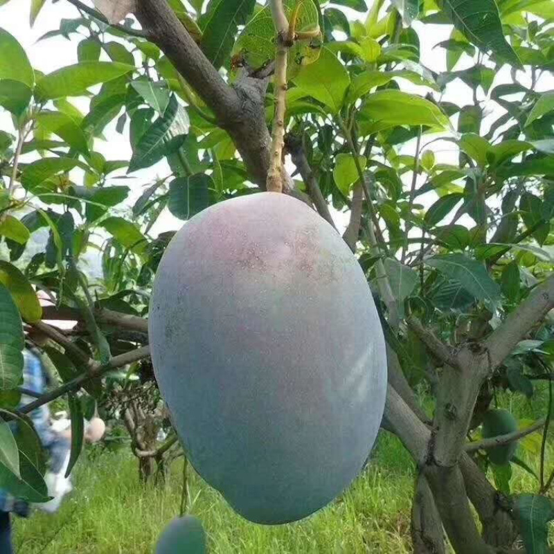 Sichuan Kate Mango Directly Shipped from the Place of Origin Mango Free Shipping Seasonal Fresh Fruit Mango Dropshipping