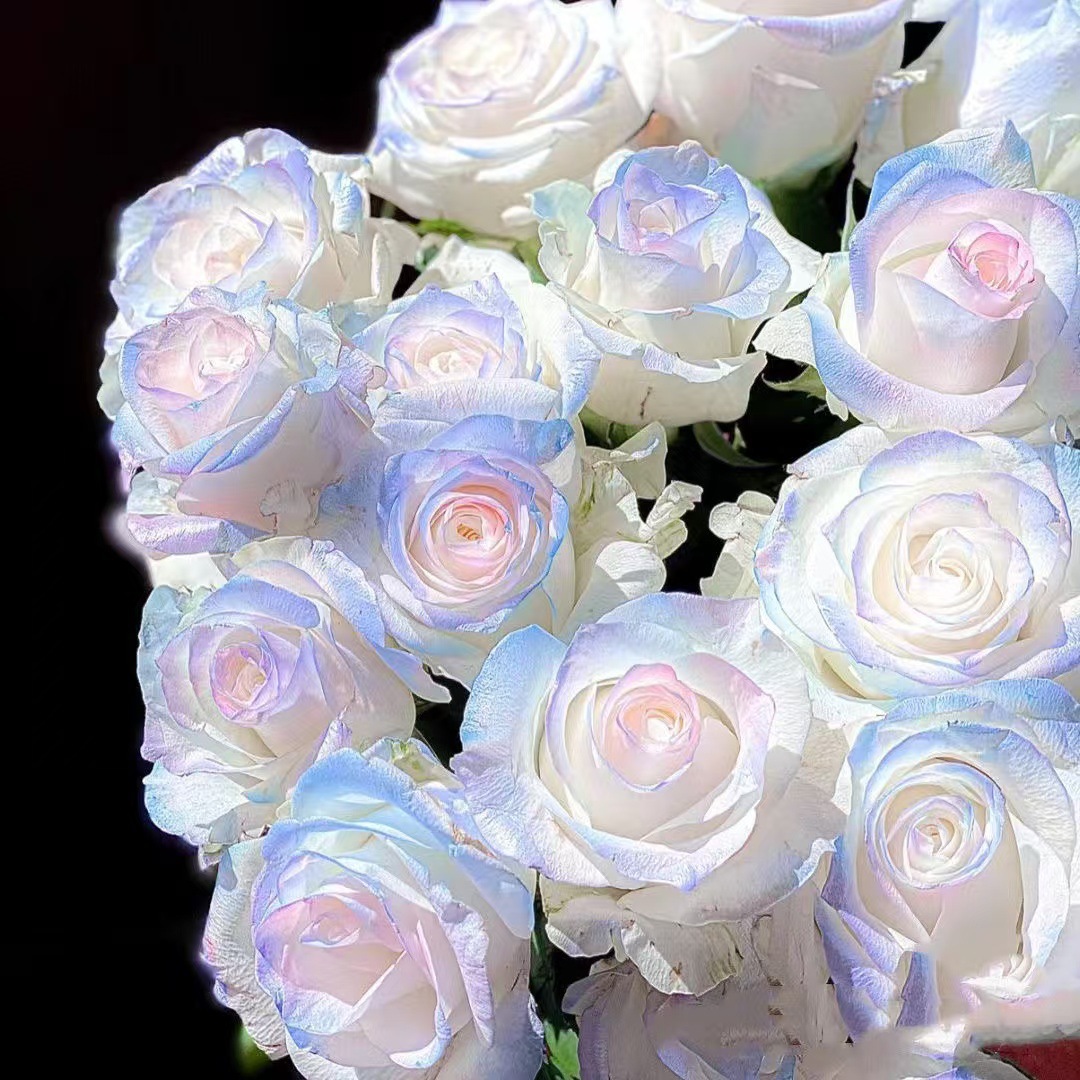 Rare Color Rose Seeds Romantic Rose Cold-Resistant Four-Season Strong-Scented Rose Seeds Potted Outdoor Balcony