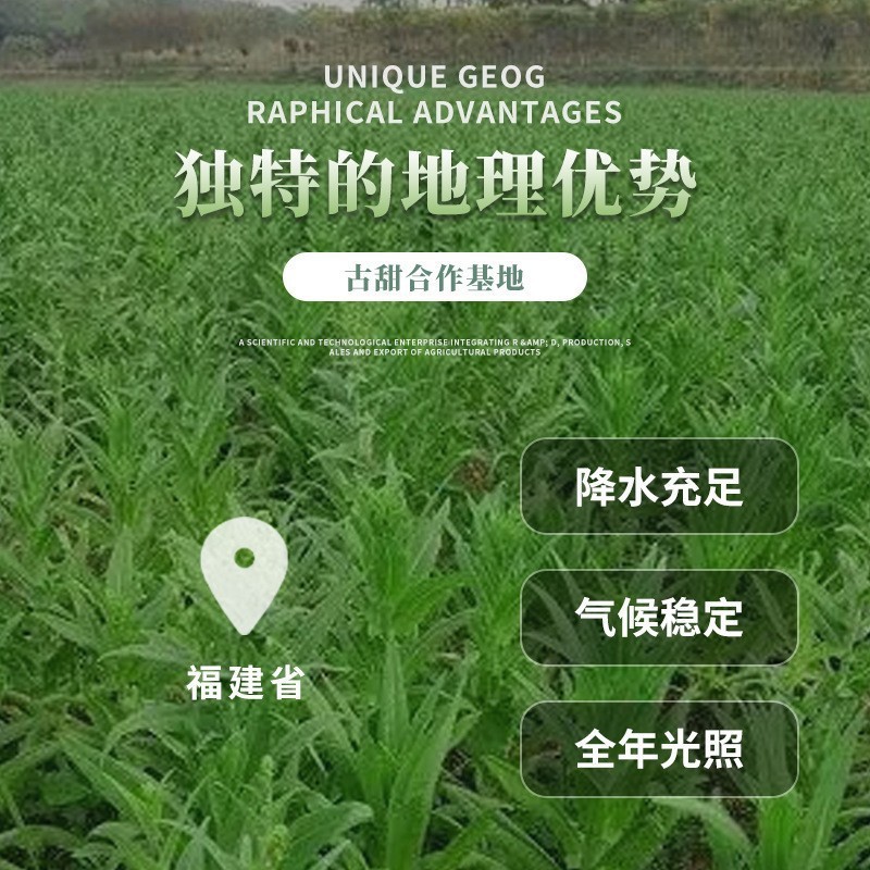 Ancient Sweet Tribute Vegetable, Boiled Tribute Vegetable 300g, Vegetarian Ingredients, Dried Moss, Ringing Vegetable, Mountain Jellyfish