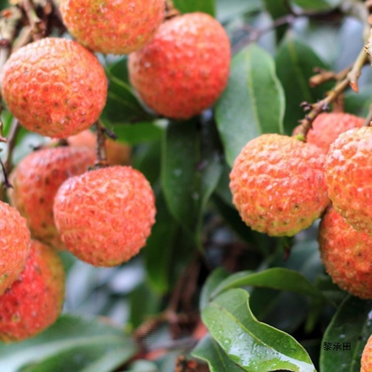Fresh Lychee Frozen Hainan Feizixiao Lychee Gui Fresh Fruit for Pregnant Women Seasonal Fruit Sf Free Shipping 5kg