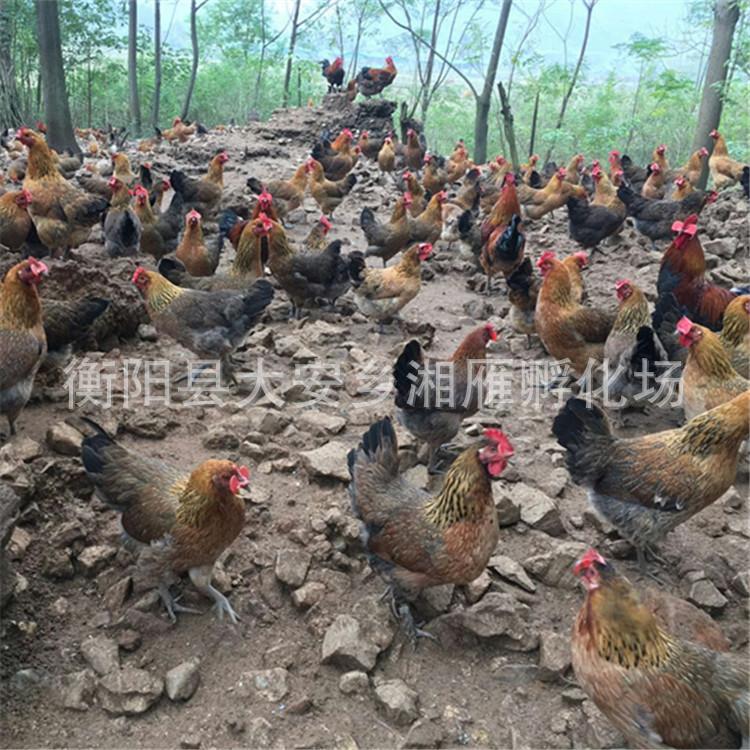 Large Green-Footed Hemp Broiler Chicken Seedlings, Female Chicken Seedlings, Native Chicken, Yao Chicken, Fast-Growing Chicken Seedlings, Green-Footed Free-Range Chicken Seedlings, Hatching Seedlings