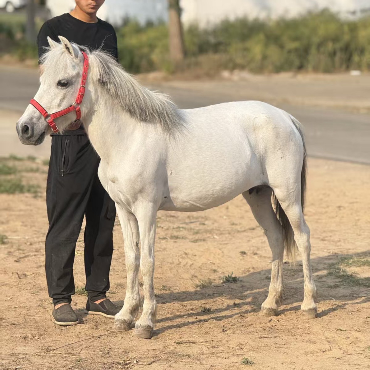 Purebred Debao Miniature Pony, Mini Pony for Pulling Carts, Children's Riding Pony, Miniature Pony for Estate and Scenic Area Viewing
