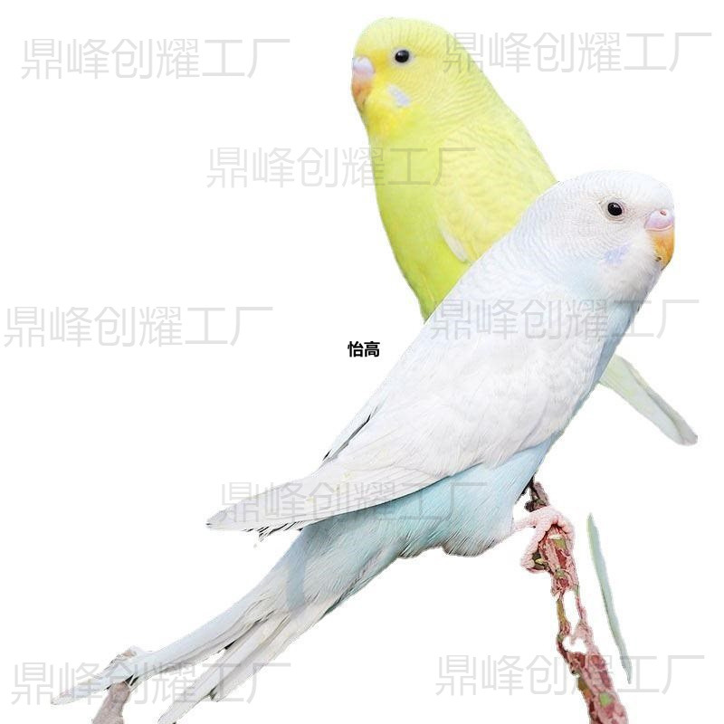 Parrot Live Bird, Budgerigar, Small Bird, Live Bird, Talking Bird, Live Bird Pet, Cockatiel, Lovebird