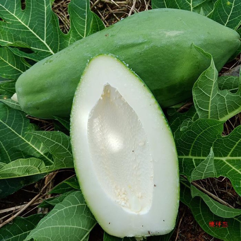 Green Papaya Fresh Farm-Grown Papaya Salad Cold Pickled Raw Papaya 4kg Free Shipping