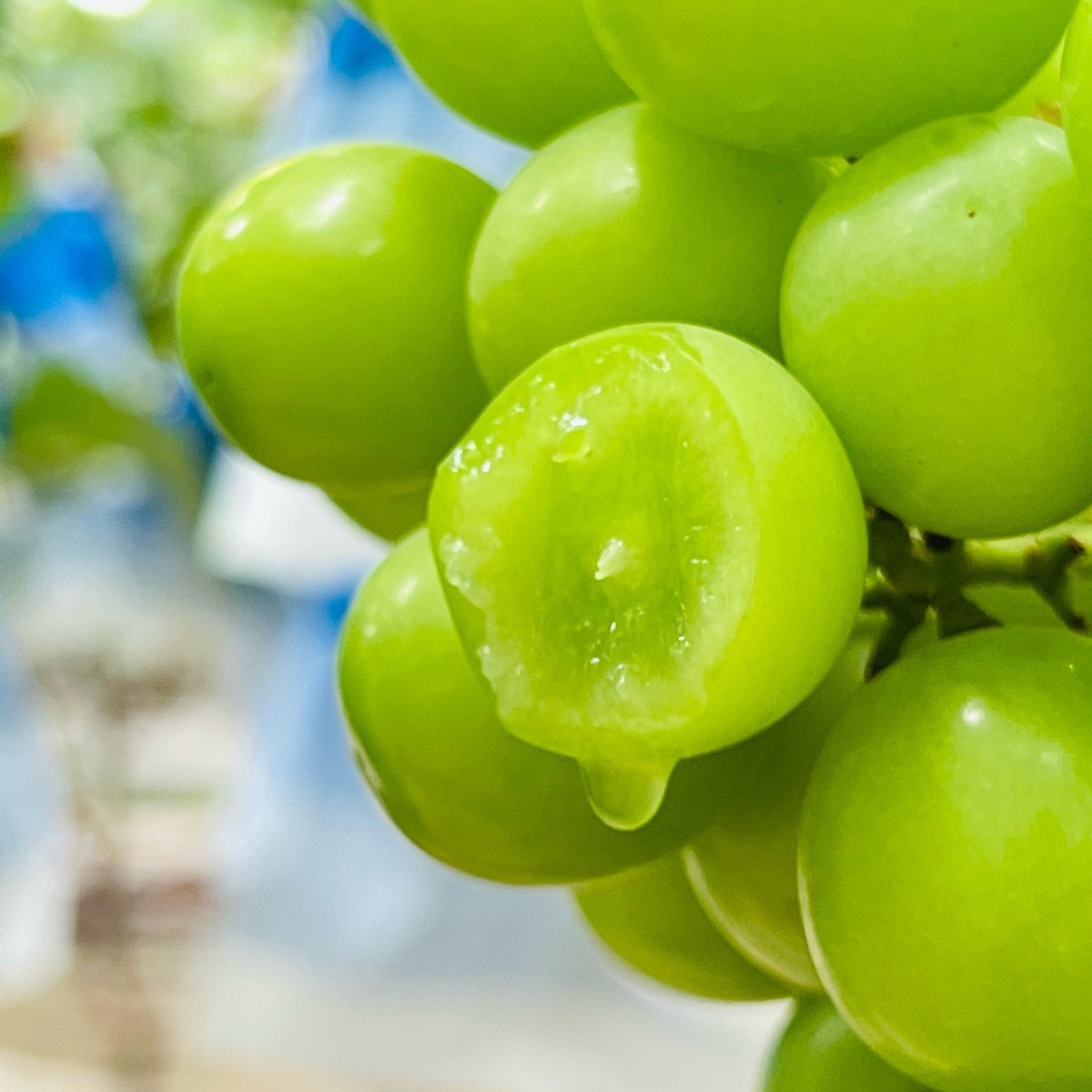 Directly Shipped from the Place of Origin, Sunshine Rose Grapes Are Seasonal, Freshly Picked and Shipped, Fresh Fruits, Qingwang Green Grape Fragrance, One Piece Drop Shipping