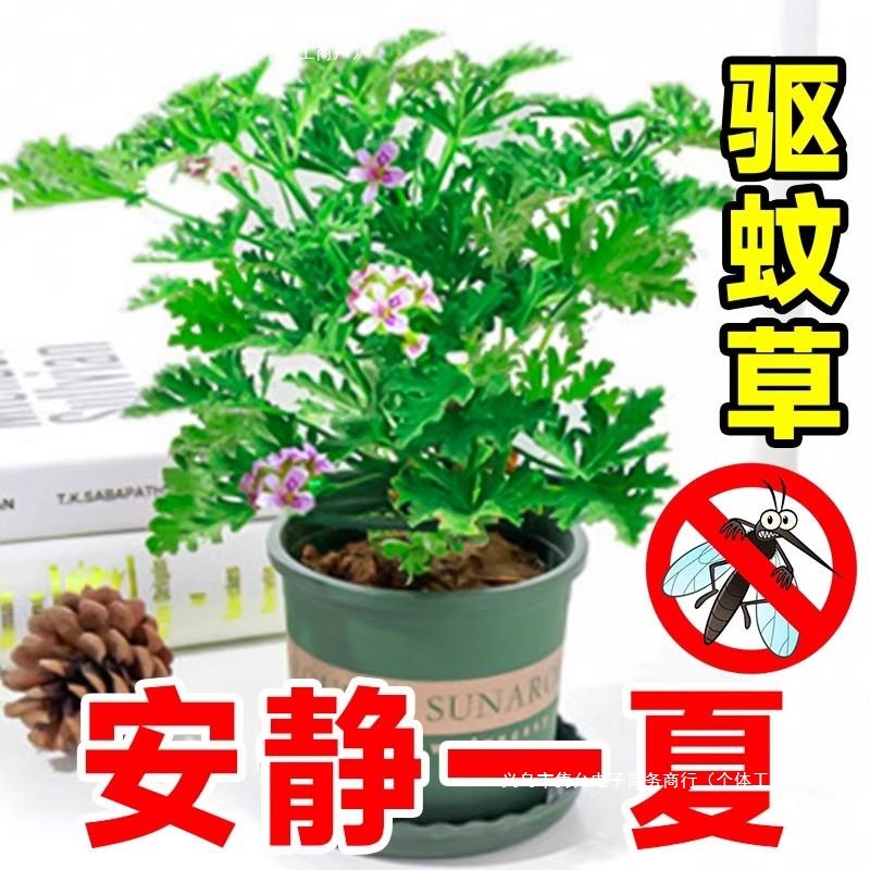 Mosquito Repellent Potted Plants, Outdoor and Indoor Green Plants, Mosquito Repellent Seeds, Courtyard Fragrant Leaves, Geranium Flowers, Anti-Mosquitoes