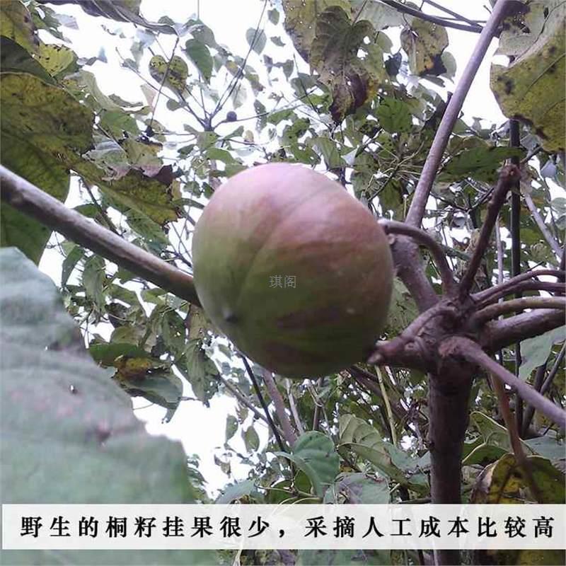 Original Pressed Tung Oil, Authentic Tung Seed Oil, Tung Oil, Medicinal Medical Raw Tung Oil, Copper Oil, Baby Baby Red Fart Rub on Skin