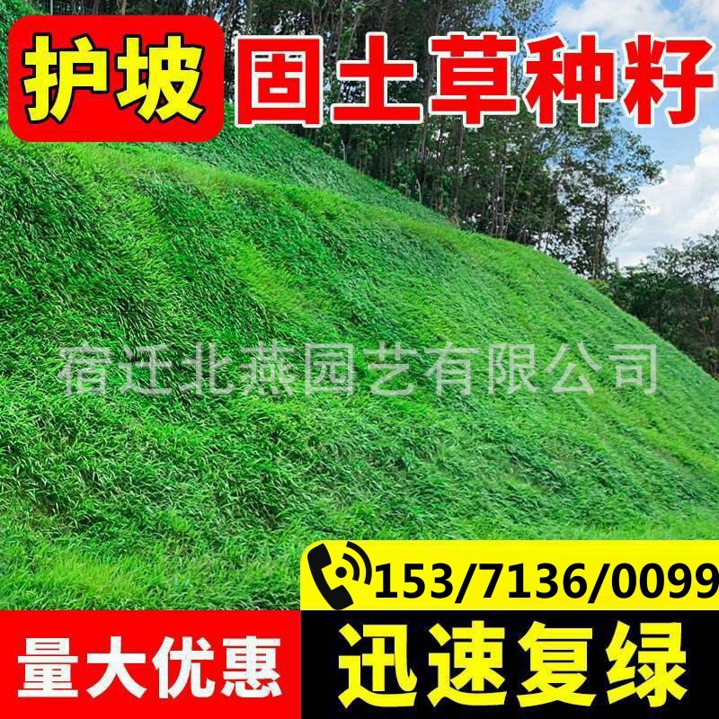 Семена газона, семена травы, вечнозелёные, без обрезки, бермудская трава, защита склона, холодостойкий райграс, семена для озеленения