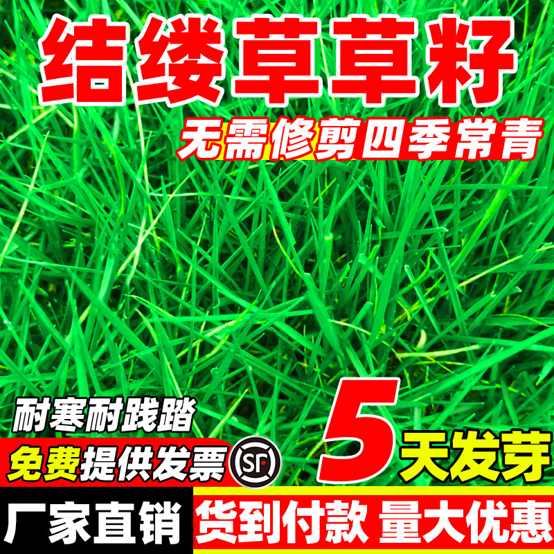 Семена травы бентграсса, газон Тайвань круглый год, вечнозелёные, защита склона для двора, многолетние зелёные семена травы