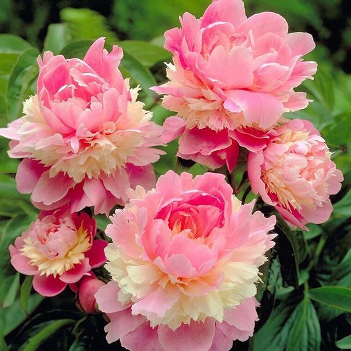Peony Root Balls with Buds, Peony Flower Root Bulbs, Bloom in the Same Year, Indoor Courtyard Green Plants, Potted, Cold-Resistant and Easy to Care for