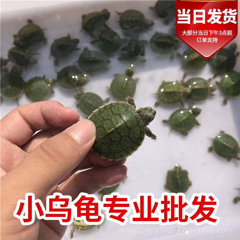 Маленькая бразильская черепаха, домашняя черепаха, живое существо, красноухая черепаха, водная черепаха, киоск, оптовая продажа, большая черепаха, рассада золотой черепахи
