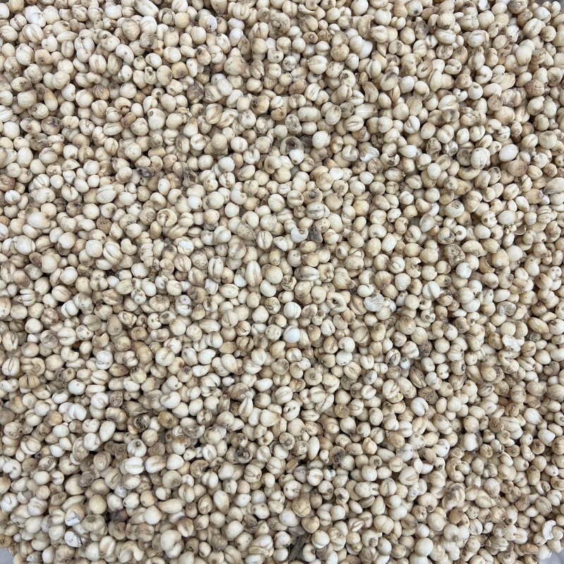 Mother-Of-Pearl Zhejiang Fritillaria Pingbei 500g Spot Bulk Wholesale Grindable Powder Ultra-Fine Powder Straight Batch Small Particle Fritillaria