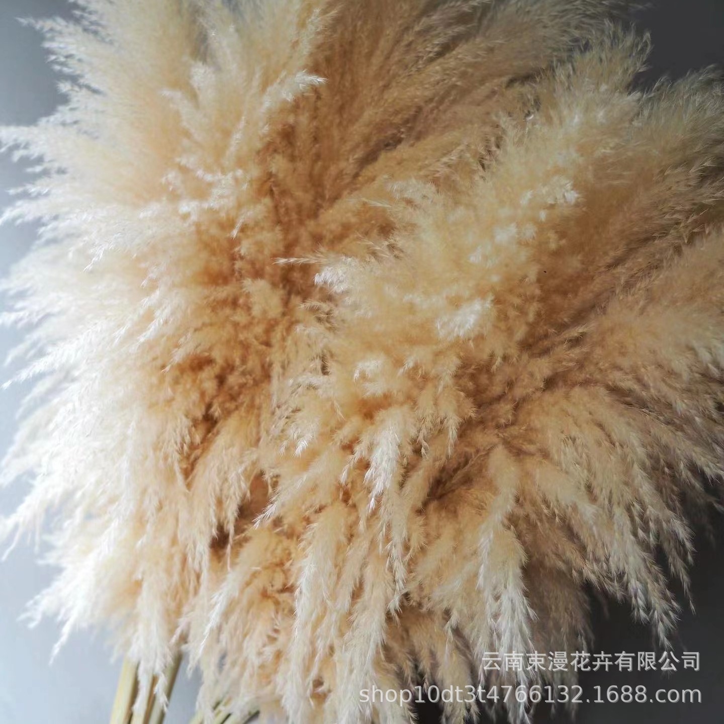 Pampas Grass Dried Flower Bouquet Wedding Decoration Photo Props Reeds Large Pampas Grass Air-Dried