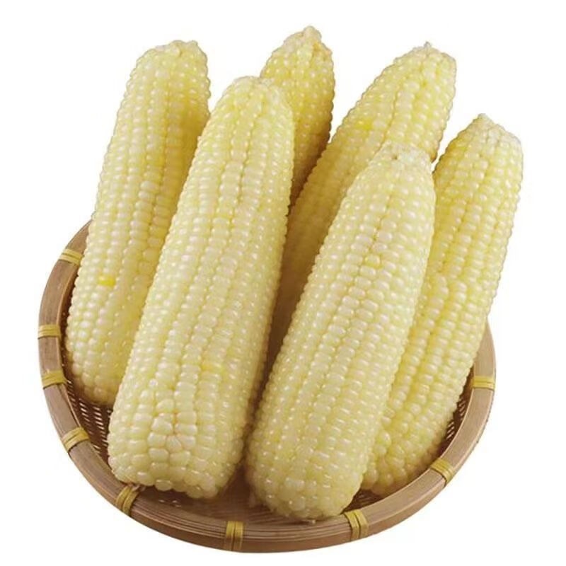 White Waxy Corn Seeds, White Waxy Corn Seeds, Fruit Corn Seeds, Fragrant, Soft and Waxy Winter High-Yielding Corn Seeds