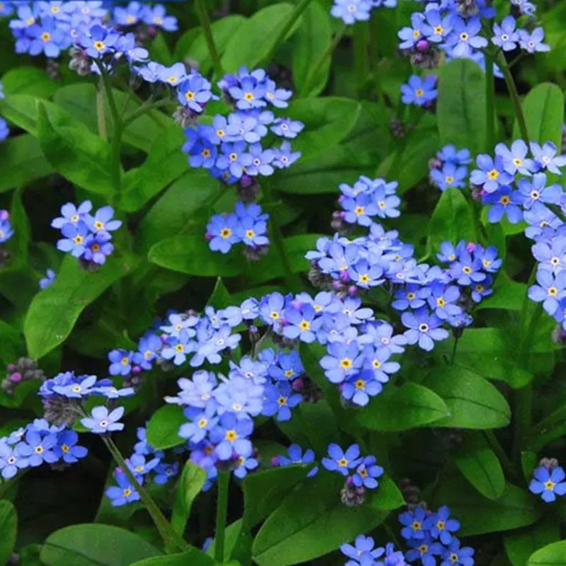 Forget-Me-Not Seeds, Perennial Flower Seeds, Forget-Me-Not Seeds, Easy to Grow in All Seasons, Garden Potted Flower Seeds