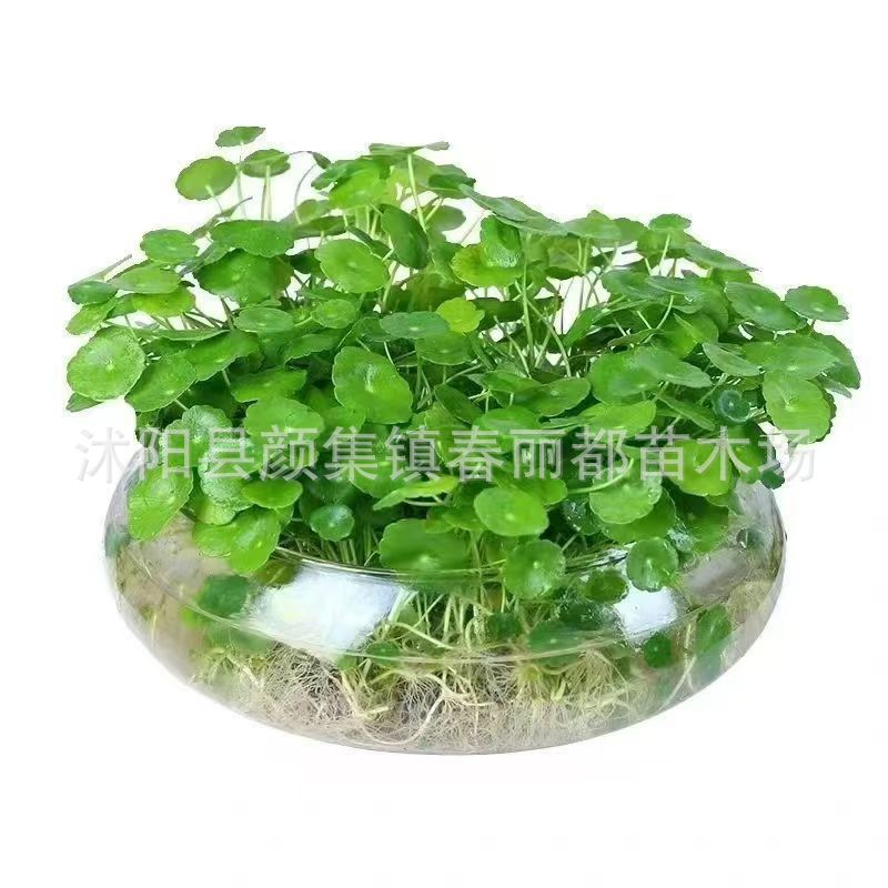 Cross-Border Wholesale E-Commerce Specializes in Water-Cultured Seeds, Hydroponic Plants, Flower Potted Plants, Indoor Evergreen Pennywort Seeds