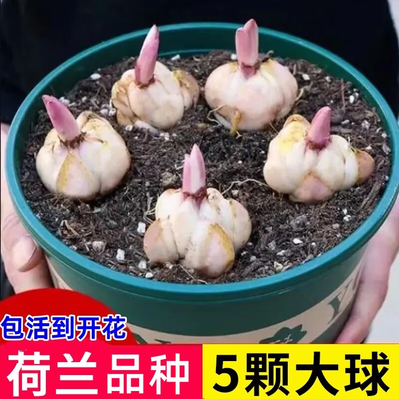 Double-Flowered Perfume Lily Bulbs Bloom in All Seasons with Buds and Strong Fragrance, Extra-Large Bulbs, Matching Huangtianba Lily Bulbs