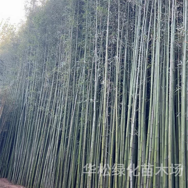 Bamboo Seedlings, Green Bamboo, Purple Bamboo, Gold Inlaid Jade Bamboo, Garden Plants, Evergreen Potted Plants in All Seasons, Ornamental Green Bamboo Seedlings