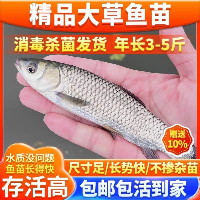 Large-Sized Grass Carp Fry, White Grass Carp Fry, Small Grass Carp Fry, Live Fish, Freshwater, Easy to Raise, Grass Carp Fry, Fresh and Fresh