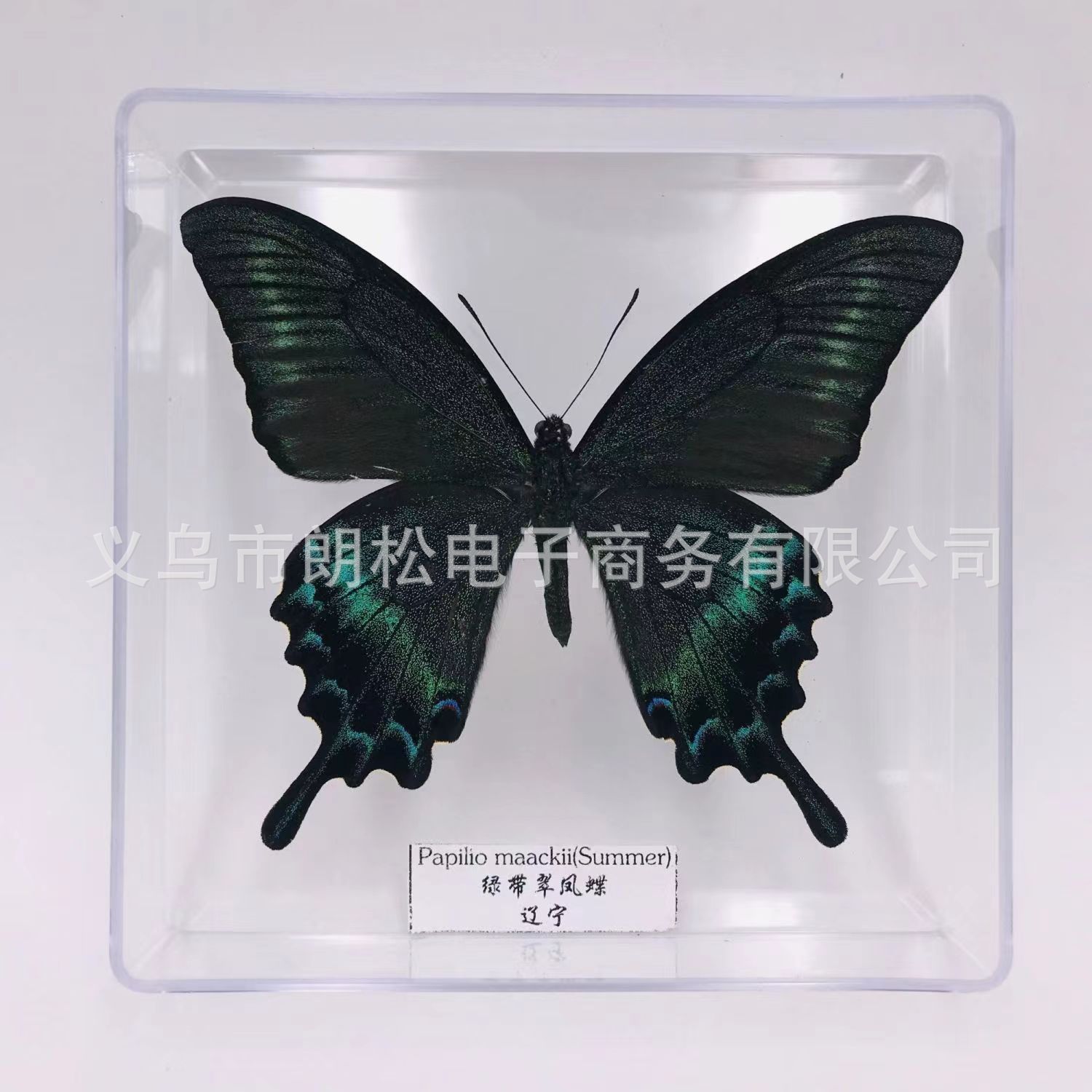 Factory direct supply of real butterfly specimens boutique transparent boxed ornaments photo props children students teaching supplies