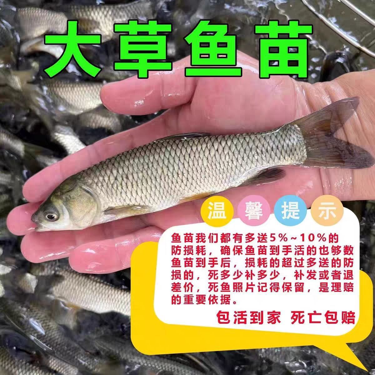 Large-Sized Grass Carp Fry, White Grass Carp Fry, Small Grass Carp Fry, Live Fish, Freshwater, Easy to Raise, Grass Carp Fry, Fresh and Fresh