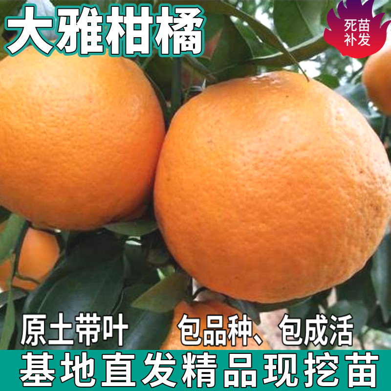Дропшиппинг саженцев цитрусовых Daya, комнатные саженцы, высаженные на севере и юге, привитые безсемянные сладкие апельсиновые саженцы на все сезоны