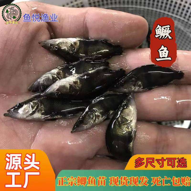 Directly from the Source Factory, Mandarin Fish Fry, Flowerfish, Carnivorous Fish Fry, Various Types of Fish Fry, One-Stop Wholesale, Live Stock Available