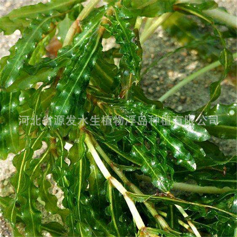 Various Aquatic Plant Water Purification and Restoration Projects Are Carried Out by Duckweed, Bitter Grass, Black Algae, Stonewort, and Foxtail Algae