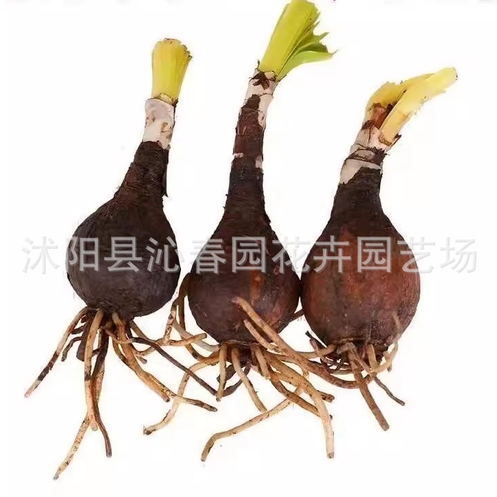Base Wholesale Bianhua Seeds Manzhushahua Potted Bianhua Seed Bulbs Lycoris Flowers Indoor Four-Season Florals