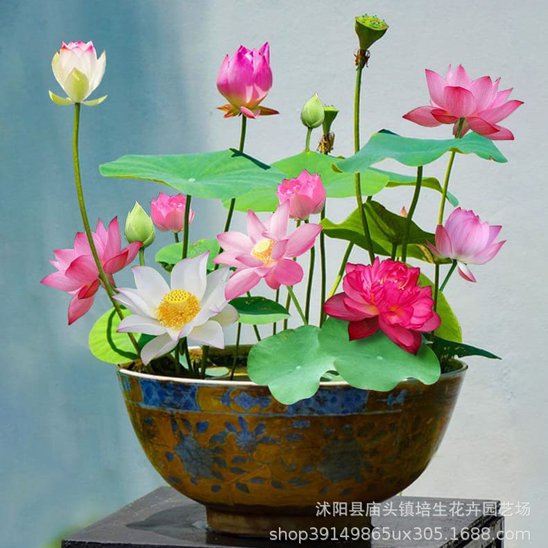 Lotus Seed Aquatic Bowl Lotus Seed Hydroponic Plant All Year Round Easy to Live Lotus Root Indoor Potted Green Plant Flower Water Lily