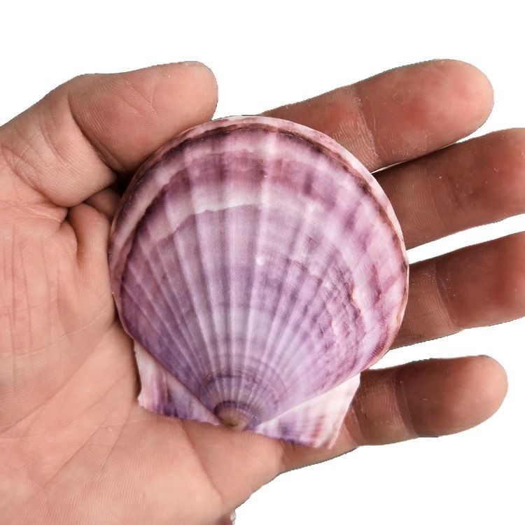 Natural White Shell DIY Handmade Painting Graffiti Wall Barbecue Hawaiian White Scallop