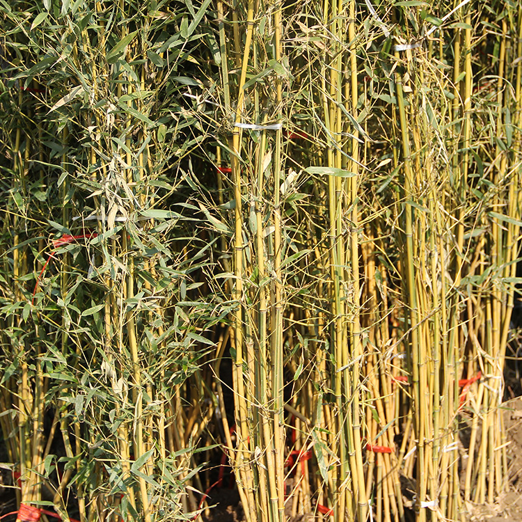 Bamboo Seedling Courtyard Plant Purple Bamboo Gold Inlaid with Jade Luohanzhu North Cold-resistant Evergreen Large Ground-planted Green Bamboo Seedling