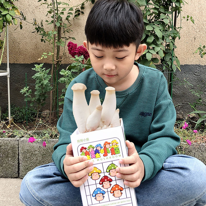 Flattened Mushroom Seedling Edible Bagged Mushroom Planting Seedling Balcony Fun Boxed DIY Children's Gift