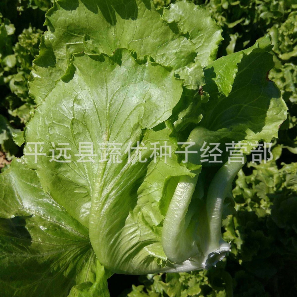 Wholesale Vegetable Garden Vegetable Seeds All Year Round Bolting-Resistant Lettuce 7g Potted Balcony Yard Rapeseed Factory Direct Supply