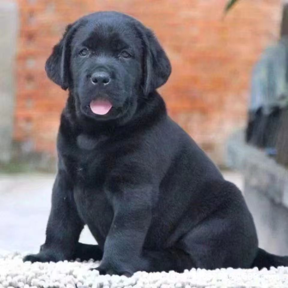 Wholesale Purebred Labrador Puppies Live Dog Puppy Labrador Guide Dog Touring Dog Pet Dog Dog