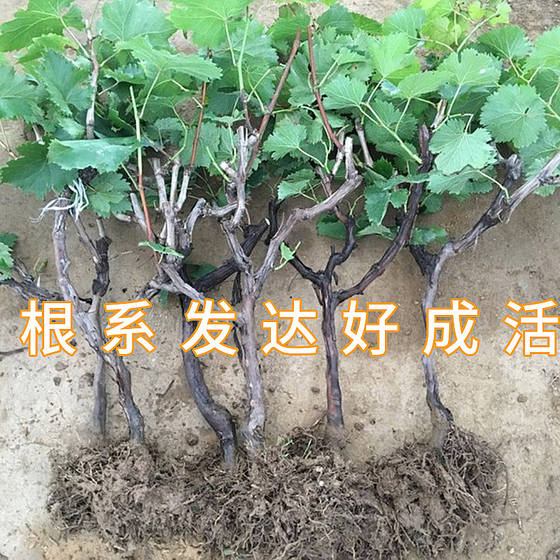 One-Piece Drop-Shipping of Drunk Golden Fragrant Grape Seedlings for Planting in Northern and Southern Courtyards, Potted Plants, Cold-Resistant Seedless Grafted Seedlings