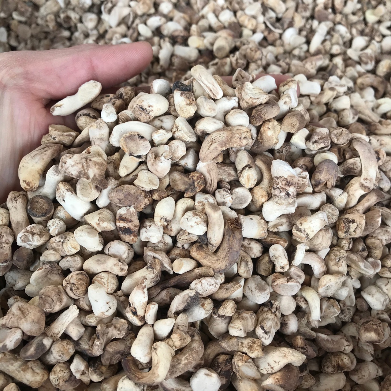 Xixia Shiitake Mushroom Feet Polished Miscellaneous Food Factory Filling Mushroom Agricultural Products Wholesale Market Everyday Supply